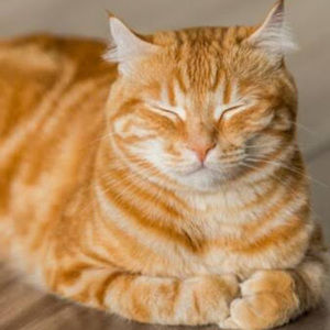 Meet your Posher, Evelyn